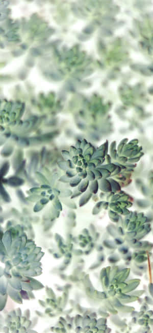 多肉植物iPhone — 植物 壁紙