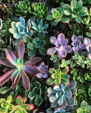 各種綠色、紫色和紅色色調的多肉植物密集排列。 — 植物 壁紙