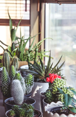 窗台上沐浴在陽光中的各種仙人掌和多肉植物盆栽。 — 植物 壁紙