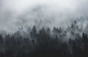 黑暗的森林樹木從濃霧中升起，形成迷霧景觀。