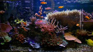 色彩繽紛的珊瑚礁，熱帶魚在水族館中游動。 — 水下 壁紙