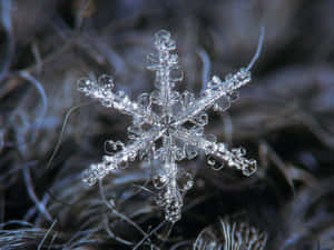 冬日背景下，深色纖維線上的詳細雪花。 — 雪花 壁紙