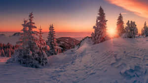 日落時分的雪山景觀，松樹上結滿了霜。