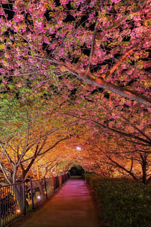 夜晚，粉紅色櫻花樹冠下的一條明亮小路。 — 小米18 Fold 壁紙