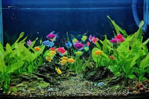 色彩繽紛的魚在裝飾過的水族箱中在綠色植物間游動。