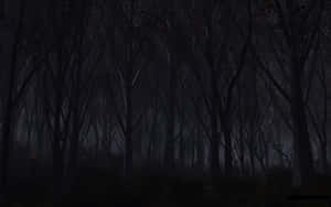 霧中帶有發光燈光的黑暗森林夜晚。 — 黑暗森林 壁紙