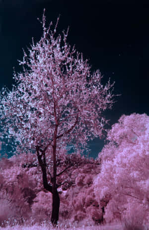 粉紅色櫻花樹在星空下閃耀，背景為深藍綠色夜空。