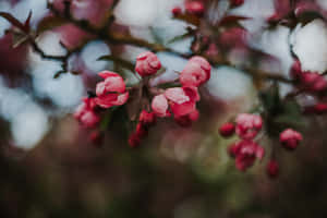 樹枝上的粉紅櫻花，背景柔和模糊。
