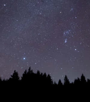 黑暗的松樹輪廓，襯托著繁星點點的夜空和明亮的天體。