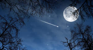 夜晚透過光禿禿的樹枝可見月亮和流星。