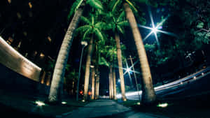 夜晚城市步道，兩旁有棕櫚樹和閃爍的路燈。