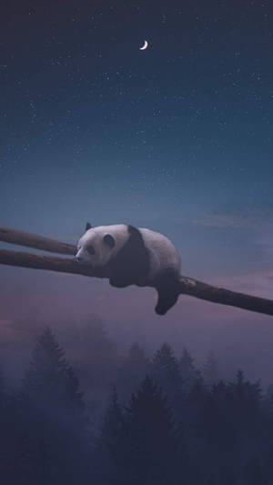 熊貓在繁星點點的夜空下，在帶有新月的樹枝上睡覺。