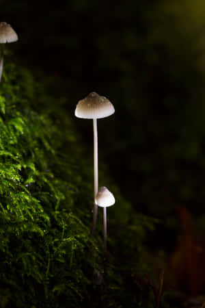 在森林中，鮮綠色苔蘚上生長的小蘑菇。