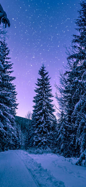 白雪覆蓋的森林小徑，在星光閃爍的紫色夜空下。