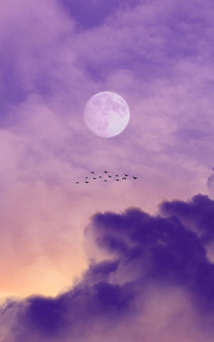 鳥兒在紫色暮色天空中的滿月下飛翔。 — 月亮 壁紙