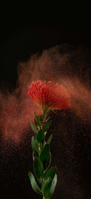 一朵紅花，帶有旋轉的紅色塵埃，背景為黑色。 — HMD Pulse 2 Pro 壁紙