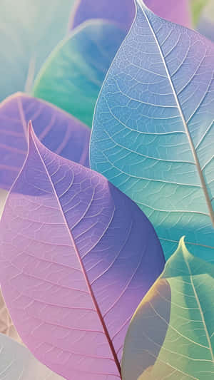 半透明葉片，紫藍綠漸變，葉脈可見