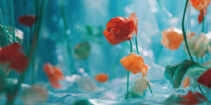 波光粼粼的藍綠色水中的橙色和白色花朵，綠色莖稈