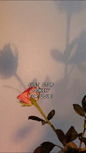 一朵凋謝的粉紅玫瑰在牆上投下陰影，並附有文字 just stop lookin' for love。
