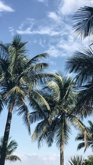 棕櫚樹伸向帶有零星雲朵的藍天。 — 沙灘 壁紙
