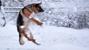 德國牧羊犬在雪中跳躍 — 德國牧羊犬 壁紙