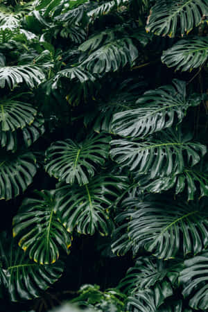 龜背竹圖片 — 植物 壁紙
