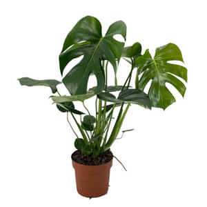 龜背竹圖片 — 植物 壁紙