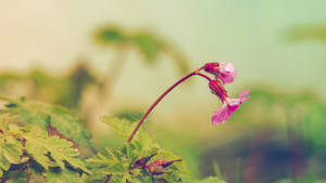在柔焦背景中，一朵垂下的粉紅色花朵與綠葉。 — 紫色花朵 壁紙