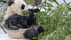 一隻被雪覆蓋的熊貓在冬季森林裏吃竹子。 — 熊貓 壁紙