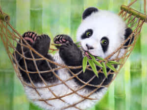 吊床上食竹嘅熊貓BB — 熊貓 壁紙