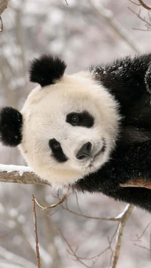 冬天時，一隻大熊貓在積雪的樹枝上休憩。 — 熊貓 壁紙