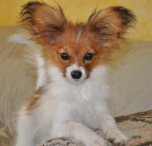 一隻毛茸茸的小蝴蝶犬幼犬，有大耳朵，坐在室內地毯上。 — 狗 壁紙