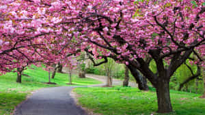 一條鋪砌的小路在綠色公園中盛開的粉紅色櫻花樹下蜿蜒而行。