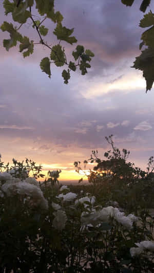 花園中的白色玫瑰在夕陽下，紫色和金色的天空被葡萄葉框住。