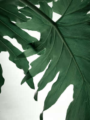大型綠色熱帶葉子，葉脈細緻，背景為白色。 — 植物 壁紙