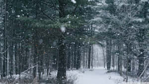 雪花飄落在兩旁種滿常綠樹的森林小徑上。