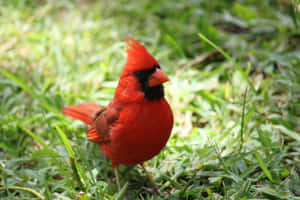 一隻明亮的紅色紅衣主教鳥在白天站在綠草地上。 — 鳥 壁紙