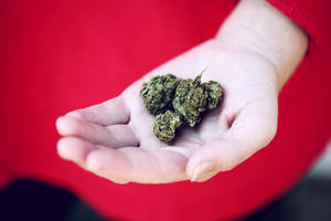 手拿著乾燥的大麻花蕾，背景是紅色布料。