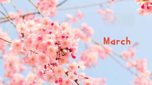 粉紅色的櫻花在樹枝上綻放，襯托著藍天，並有橙色文字顯示「March」。