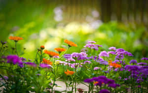 陽光明媚的花園草地上，色彩繽紛的野花和蜜蜂。