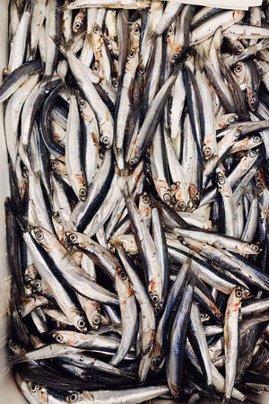 許多小銀魚堆疊在容器中的特寫。 — 美食 壁紙