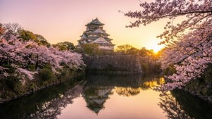 櫻花框住一座歷史悠久的日本城堡，在日落時分倒映在寧靜的護城河中。