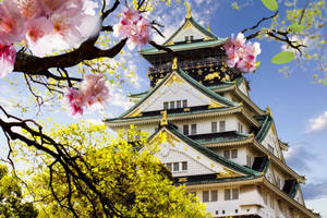 櫻花在明媚的春日裡襯托著一座歷史悠久的日本城堡。 — 東京 壁紙