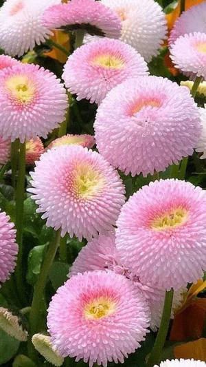 綠色花園中一簇帶有黃色花心的粉紅色雛菊。