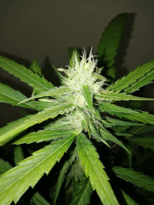大麻植物特寫，帶有霜狀毛狀體和鋸齒狀葉片。