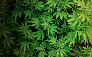 在自然環境中生長的密集綠色大麻葉的特寫。