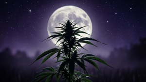 在繁星點點的夜晚森林中，滿月下的大麻植物。