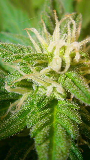 大麻花的特寫，帶有詳細的綠葉和白色絨毛。