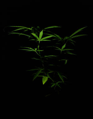 在黑色背景下發光的綠色大麻植物。
