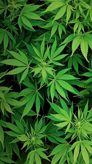 密集的綠色大麻葉特寫，邊緣呈鋸齒狀。